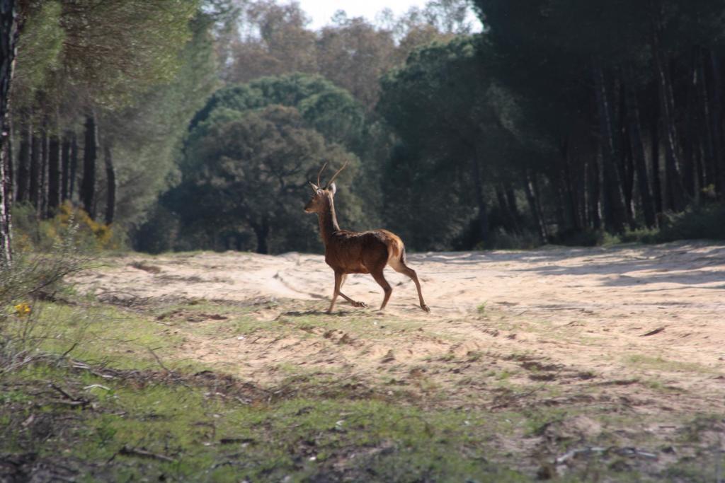 Hacienda Olontigi Affittacamere Aznalcázar Esterno foto